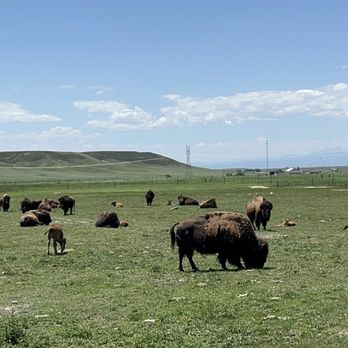 Terry Bison Ranch Resort - Buffalo - Venues & Event Spaces Near Me - Cheyenne, Wyoming Terry Bison Ranch Resort - Buffalo - Venues & Event Spaces Near Me - Cheyenne, Wyoming