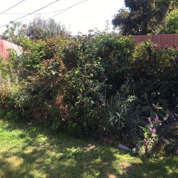 tree service - Tree Services Near Me tree service - Tree Services Near Me