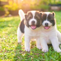 Cut The Crap Pet Services