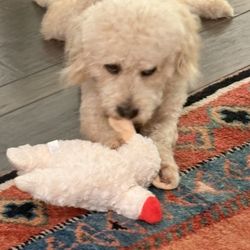 Carolina Poodle Rescue - Harly and his new soft toy.
