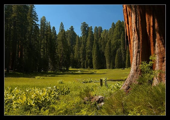 Sequoia & Kings Canyon National Parks by null Sequoia & Kings Canyon National Parks by null