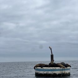 Catalina Tours