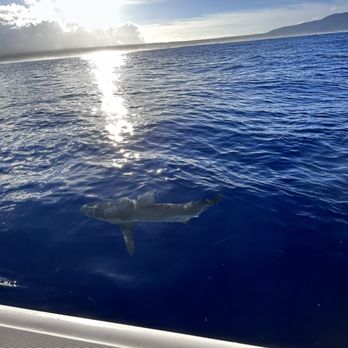 Deep Blue Eco Tours - Boat Tours Near Me - Haleiwa, Hawaii Deep Blue Eco Tours - Boat Tours Near Me - Haleiwa, Hawaii