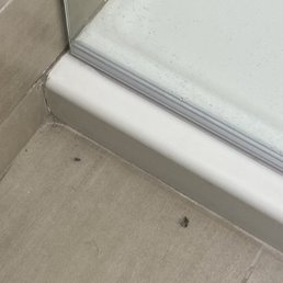 Dust bunnies Dust bunnies