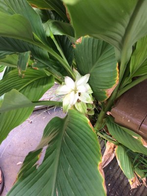 Kauai Farmacy by null