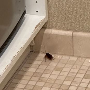 Bahia Resort Hotel - Cockroach in kitchen - San Diego, CA