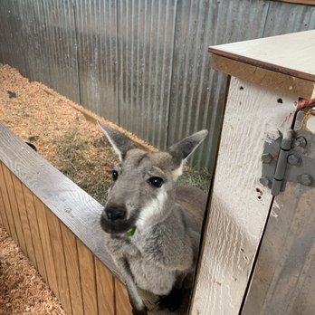 Newport Discovery Zoo - Friendly kangaroos! - Zoos Near Me - Newport, Oregon Newport Discovery Zoo - Friendly kangaroos! - Zoos Near Me - Newport, Oregon
