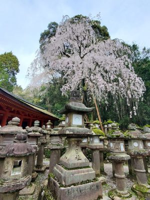 Kasugataisha Shrine by null