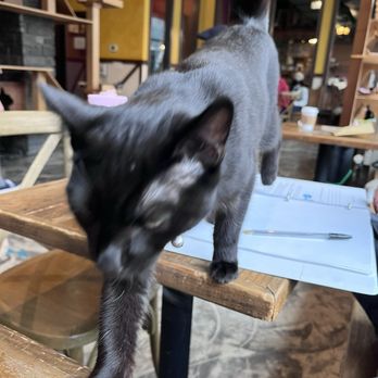 Seattle Meowtropolitan - Themed Cafes Near Me - Seattle, Washington
