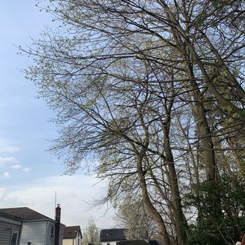 Royal Tree Service - All the branches I needed trimmed from my neighbors' trees - Tree Services Near Me - Elizabeth, New Jersey Royal Tree Service - All the branches I needed trimmed from my neighbors' trees - Tree Services Near Me - Elizabeth, New Jersey