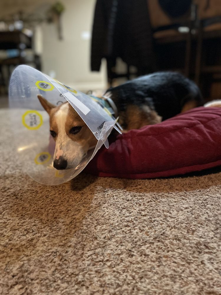 MARINA ANIMAL CLINIC Updated September 2024 13 Photos & 45 Reviews