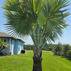 The Greenery of Tampa Bay