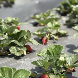 McGrath Family Farms