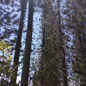 Laie Falls - Love these tall pine tress - Hiking Near Me