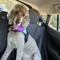 Baer's Pet Depot - Charlie's first (of many) visits today. Barbara is a very talented, experienced groomer!