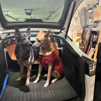 Clever Pets - Ready for a walk - Pet Training Near Me Clever Pets - Ready for a walk - Pet Training Near Me