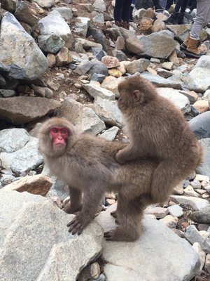 Jigokudani Yaen-Koen by null