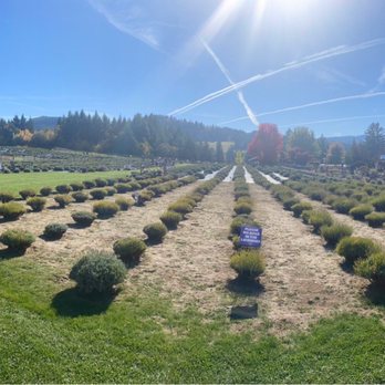 Stave & Stone Winery - Lavender fields - Wine Bars Near Me - Hood River, Oregon Stave & Stone Winery - Lavender fields - Wine Bars Near Me - Hood River, Oregon