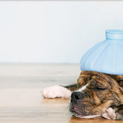 First Care Pharmacy - Veterinary