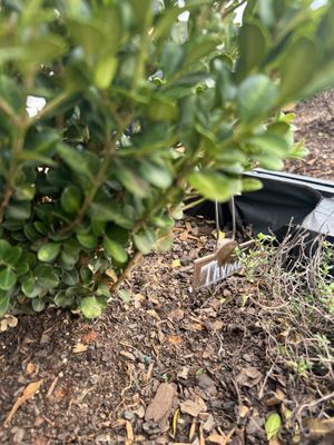 Pinky Ring Pizza by null