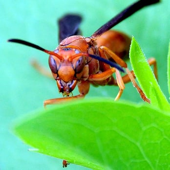 Trinity Pest Services - Pest Control Near Me Trinity Pest Services - Pest Control Near Me