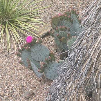 Desert Botanical Garden - Opuntia in bloom - Botanical Gardens Near Me - Phoenix, Arizona Desert Botanical Garden - Opuntia in bloom - Botanical Gardens Near Me - Phoenix, Arizona