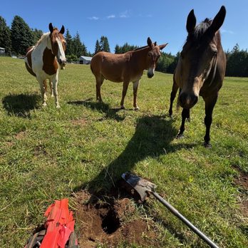 Mr Hill Mole Extermination - Pest Control Near Me - Milwaukie, Oregon Mr Hill Mole Extermination - Pest Control Near Me - Milwaukie, Oregon