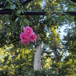 Boise Municipal Rose Garden