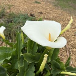 Mendocino Rotary Park