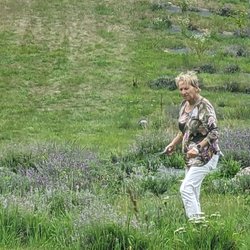 Rowley Creek Lavender Farm - 5 years ago, 90% of the fields were flooded when the river reversed direction but they're on the way back because of the family's efforts!