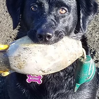 Passing With Dignity - Sophie swimming and retrieving, two of her favorite things - Veterinarians Near Me Passing With Dignity - Sophie swimming and retrieving, two of her favorite things - Veterinarians Near Me