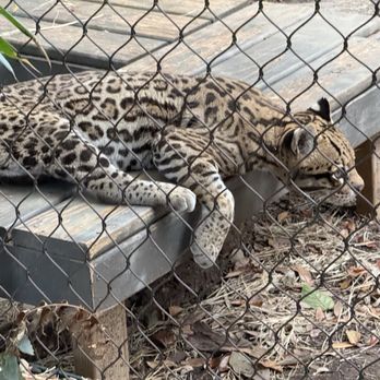 Houston Zoo - The oldest ocelot on record anywhere - Zoos Near Me - Houston, Texas Houston Zoo - The oldest ocelot on record anywhere - Zoos Near Me - Houston, Texas
