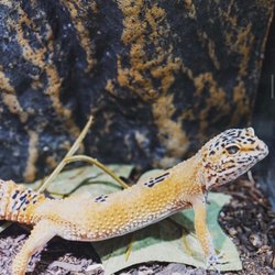 Exotic Tropical Pet World