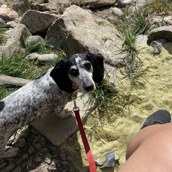 Aspen Peak Cellars - Doggies are welcome at the beach! - Wineries Near Me - Bailey, Colorado