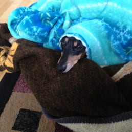 Frankie burrowing under his blankets Frankie burrowing under his blankets