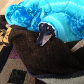 K9pdx - Frankie burrowing under his blankets - Dog Walkers Near Me - Portland, Oregon K9pdx - Frankie burrowing under his blankets - Dog Walkers Near Me - Portland, Oregon