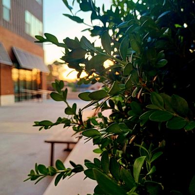 MAYA Mexican Eatery & Bar by null