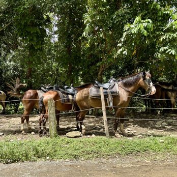 Carabali Rainforest Park - Horseback Riding Near Me - Luquillo, Puerto Rico Carabali Rainforest Park - Horseback Riding Near Me - Luquillo, Puerto Rico