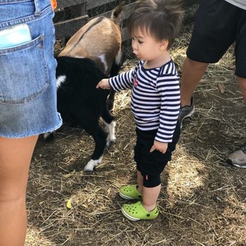 Keiki & Plow - Poking goats? - Pick Your Own Farms Near Me - Honolulu, Hawaii Keiki & Plow - Poking goats? - Pick Your Own Farms Near Me - Honolulu, Hawaii