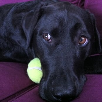 Tails To Scales Pet Services - Company dog, Luna, wanting to play fetch! - Dog Walkers Near Me Tails To Scales Pet Services - Company dog, Luna, wanting to play fetch! - Dog Walkers Near Me