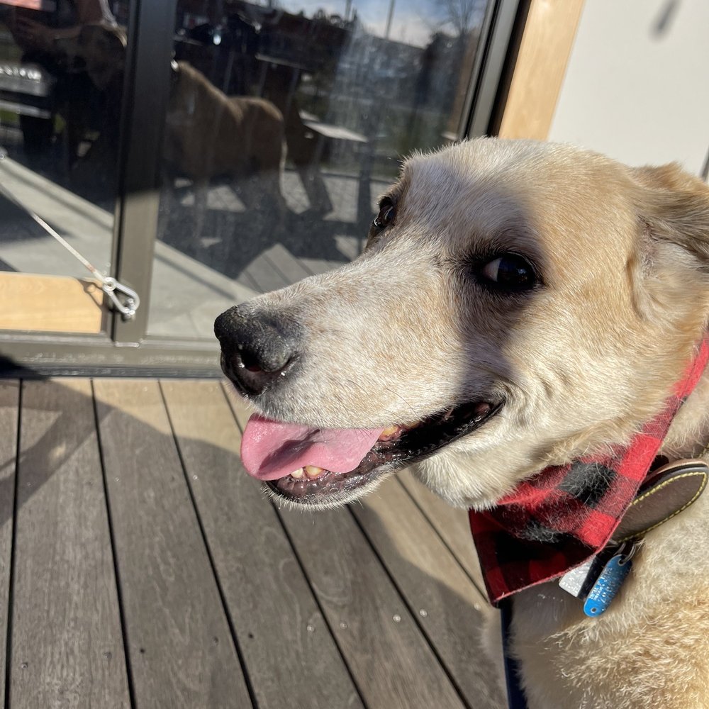 My dog enjoying the extremely nice outdoor area!