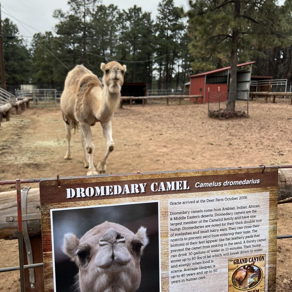 Grand Canyon Deer Farm - Camel coming up to say hello - Zoos Near Me - Williams, Arizona Grand Canyon Deer Farm - Camel coming up to say hello - Zoos Near Me - Williams, Arizona