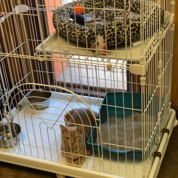 Crystal's Pet Palace - Pet Groomers Near Me - Odessa, Texas Crystal's Pet Palace - Pet Groomers Near Me - Odessa, Texas