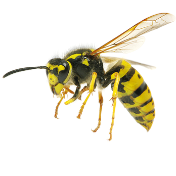 DC Cleanex Pest Control - Pest Control Near Me - Bronx, New York