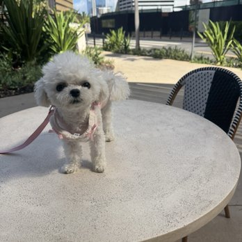 Dean & Deluca - Customer:  mini bichon cutie - Coffee & Tea Near Me - Honolulu, Hawaii