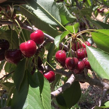 Lazy K Ranch Cherry U-Pick - Pick Your Own Farms Near Me - Gilroy, California