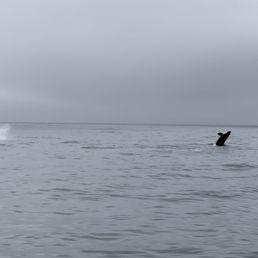 Orca's celebrating their sea lion meal.
