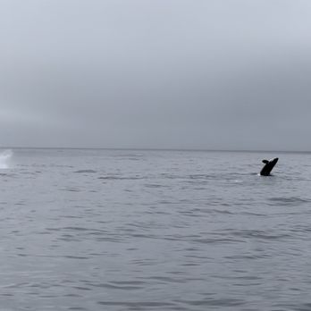 Blue Ocean Whale Watch - Orca's celebrating their sea lion meal. - Whale Watching Tours Near Me - Moss Landing, California