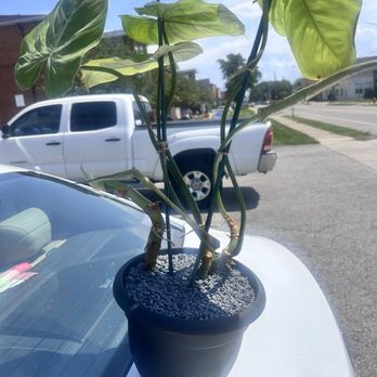 Strader's Garden Center - My newly repotted, glorious Philodendron! - Nurseries & Gardening Near Me - Columbus, Ohio Strader's Garden Center - My newly repotted, glorious Philodendron! - Nurseries & Gardening Near Me - Columbus, Ohio