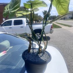 My newly repotted, glorious Philodendron!